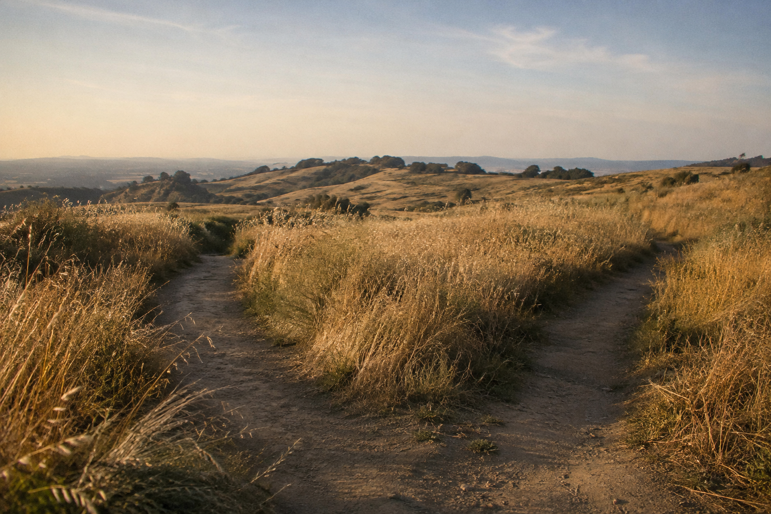A single path forking through tall grass, representing changing a pattern with NLP