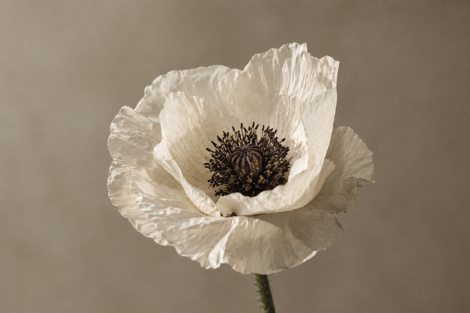 Single white poppy in soft light, representing The Cleanse energy healing treatment with Astara