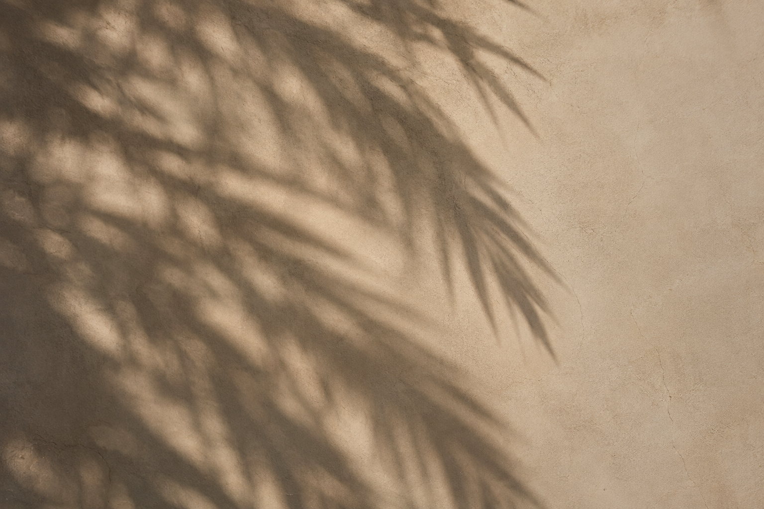 Palm leaf shadows on a warm beige wall for the Transformation journal article