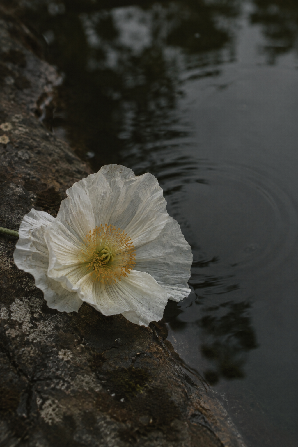 A single white poppy beside dark water, representing The Cleanse energy treatment